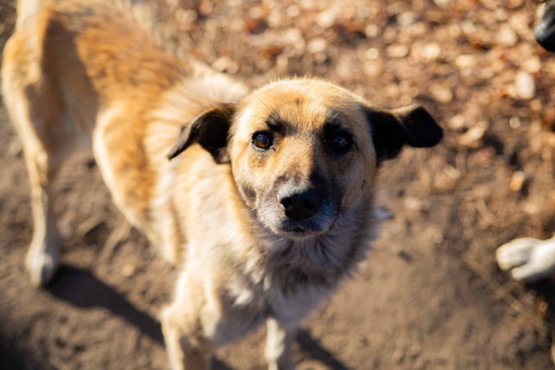 Власти Читы запретили выпускать бродячих собак после отлова в ряде мест
