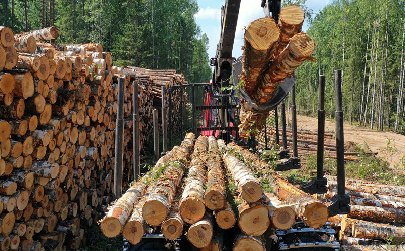 Главарей ОПГ будут судить за контрабанду леса из Забайкалья на 13 млн рублей