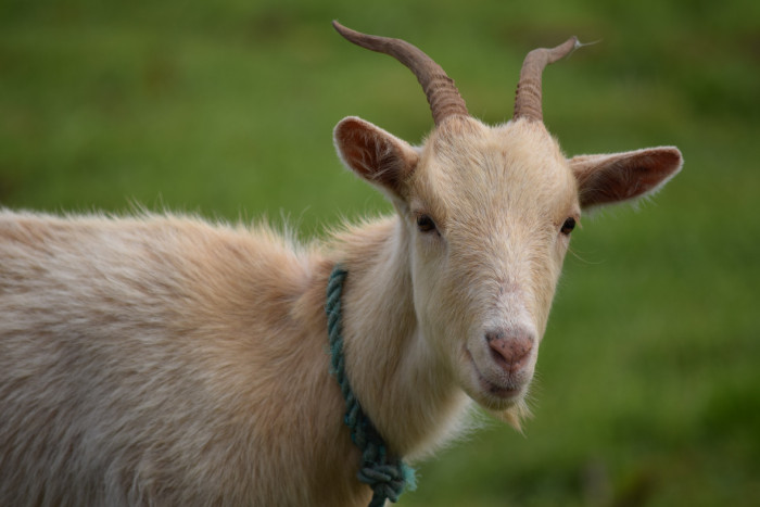 Ветеринар 2 часа оперировал козу, которую покусали собаки в Забайкалье