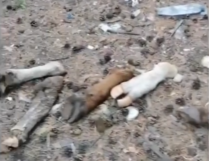 Мешки с отрубленными коровьими ногами выбросили в лесу возле Песчанки