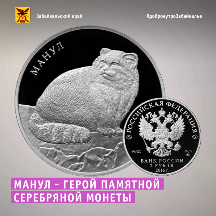 7 тысяч монет с забайкальским манулом выпустил Банк России за 4 года