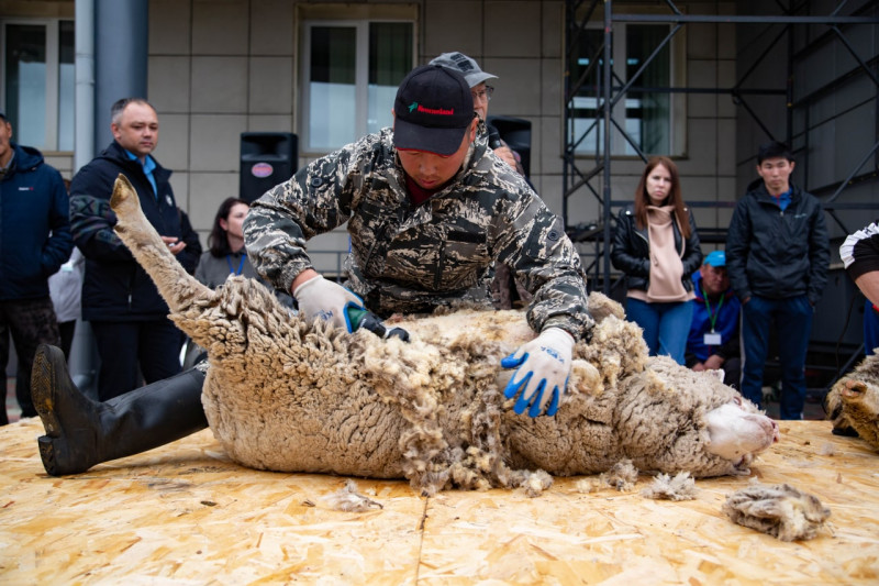 На Всероссийской выставке овец в Чите покажут, как быстро стричь животных