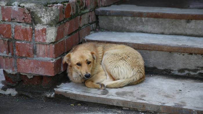 Районы Забайкалья получили 29 миллионов рублей на решение проблем с бродячими собаками