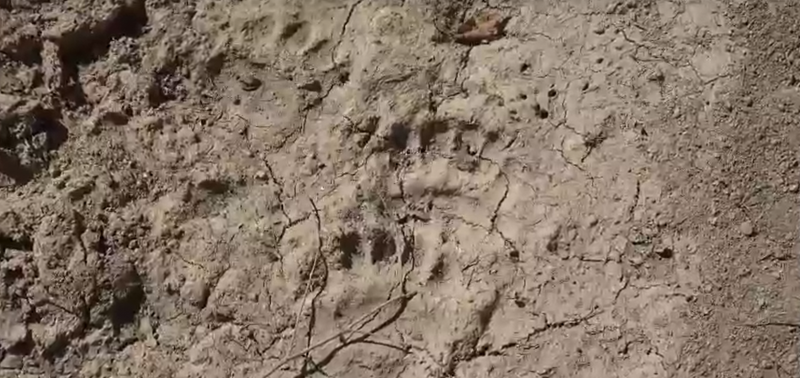 Грибников предупредили о медведе в районе озера Тасей в Читинском районе