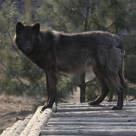 Волки угрожают безопасности жителей посёлка в Новосибирской области