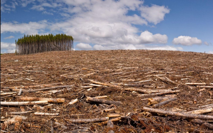 221 га леса выпилено «чёрными лесорубами»  в Петровск-Забайкальском районе
