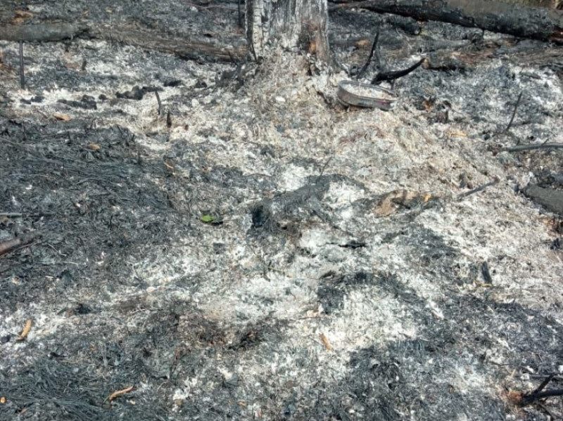 Забайкалец заплатит штраф за то, что устроил пожар площадью 15 гектаров