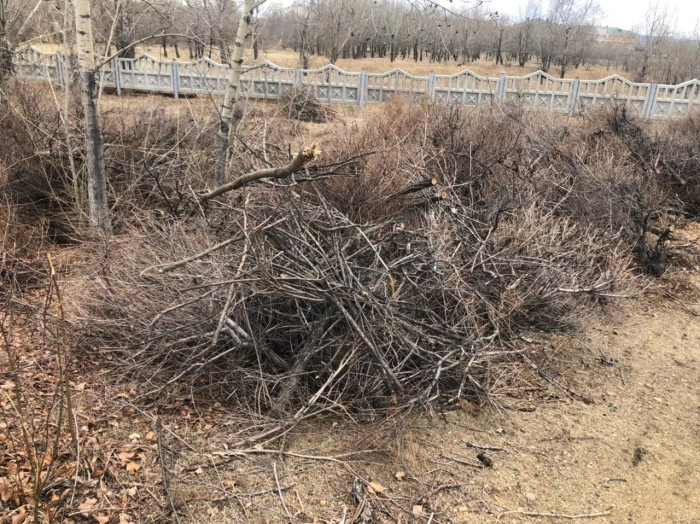 Сотни деревьев срубили в парке Мемориала боевой и трудовой славы Забайкалья в Чите