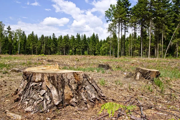 Чёрных лесорубов, причинивших ущерб на 5 миллионов рублей, задержали в Нерчинско-Заводском районе