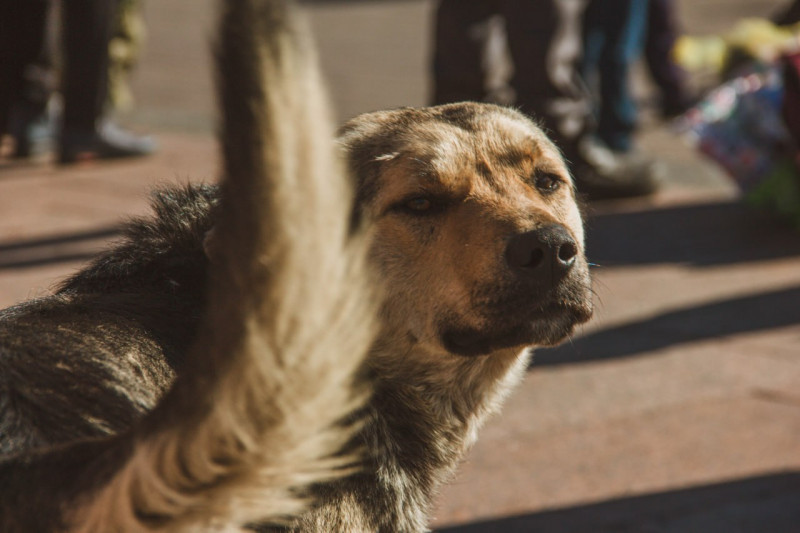 Закон об умерщвлении безнадзорного животного в России был повторно внесён в Госдуму