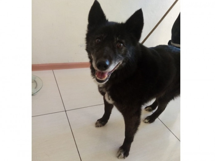 Ветеринары спасли собаку от смертельного отравления в Забайкалье