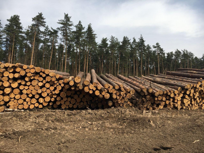 450 кубометров леса незаконно заготовили в Забайкалье за неделю