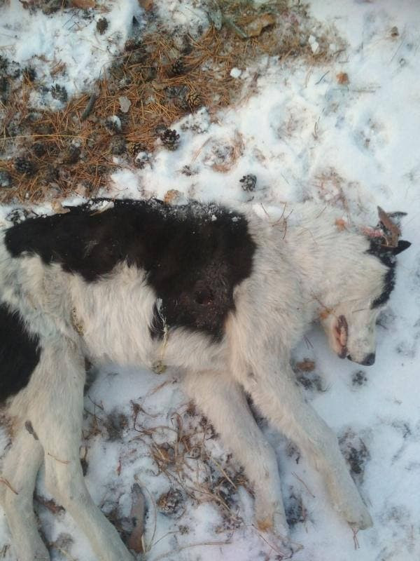 Жители мкр.Северный в Чите второй год находят трупы собак с пулевыми отверстиями (18+)