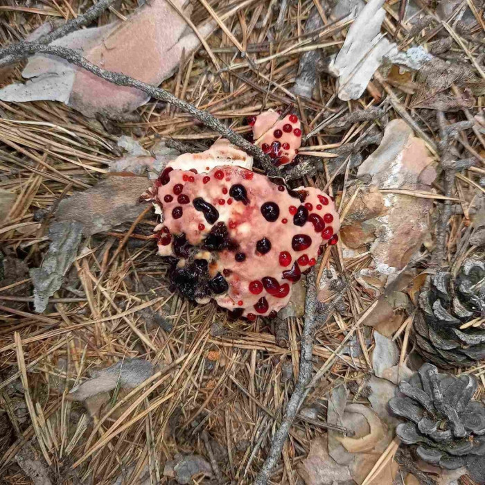 Жители Читы нашли редкий гриб, выделяющий кроваво-красную жидкость