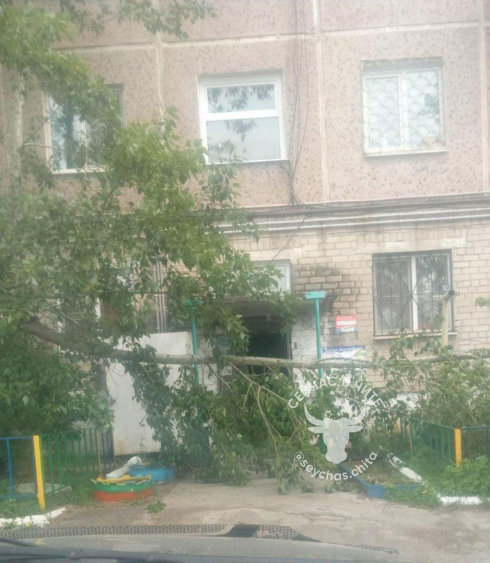 Тополь в Черновском районе Читы рухнул из-за ветра