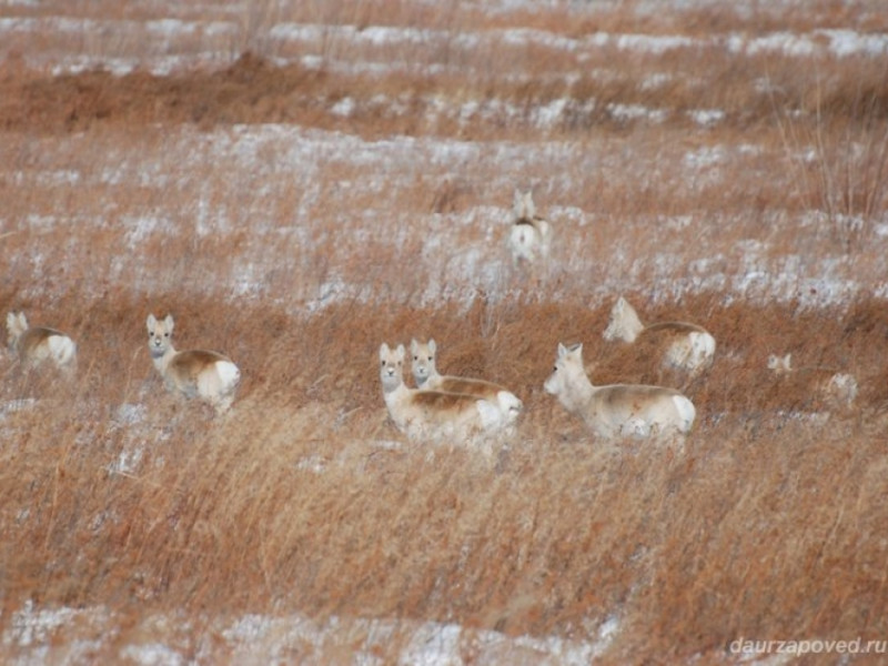 Почти 120 тысяч монгольских антилоп зимовали в забайкальских степях