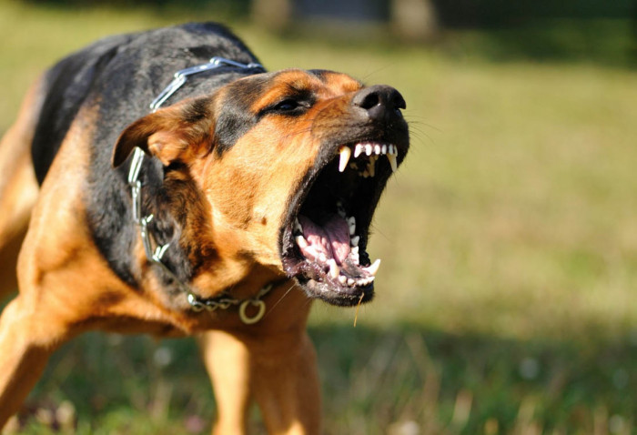 Памятку, как защититься от стаи собак, опубликовали власти Забайкалья