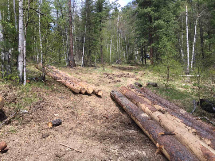 За неделю выявлено 11 случаев незаконной рубки деревьев в Забайкалье