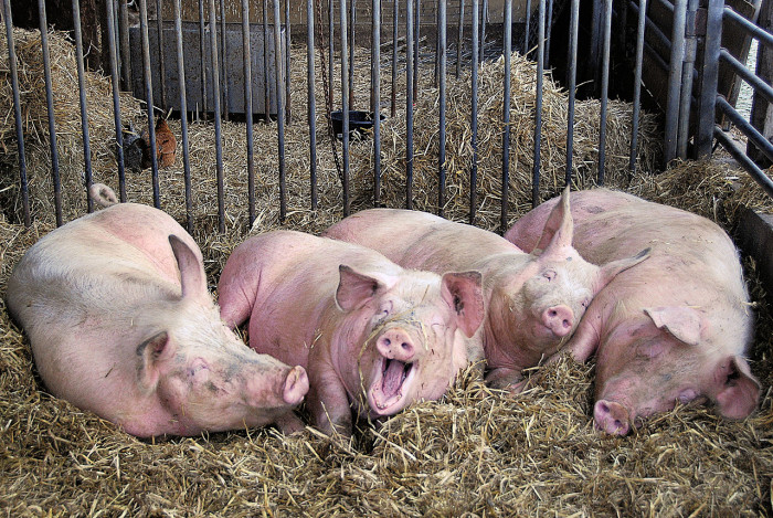 Карантин по африканской чуме свиней отменён в Забайкалье