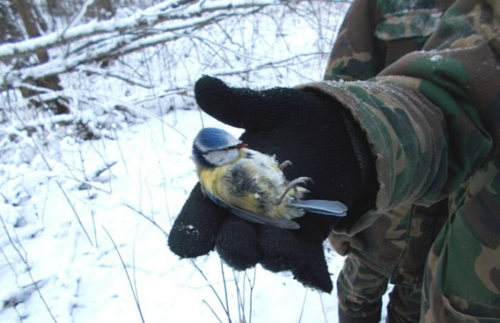 Учёный из Забайкалья объяснил, как спасти замёрзших и упавших птиц