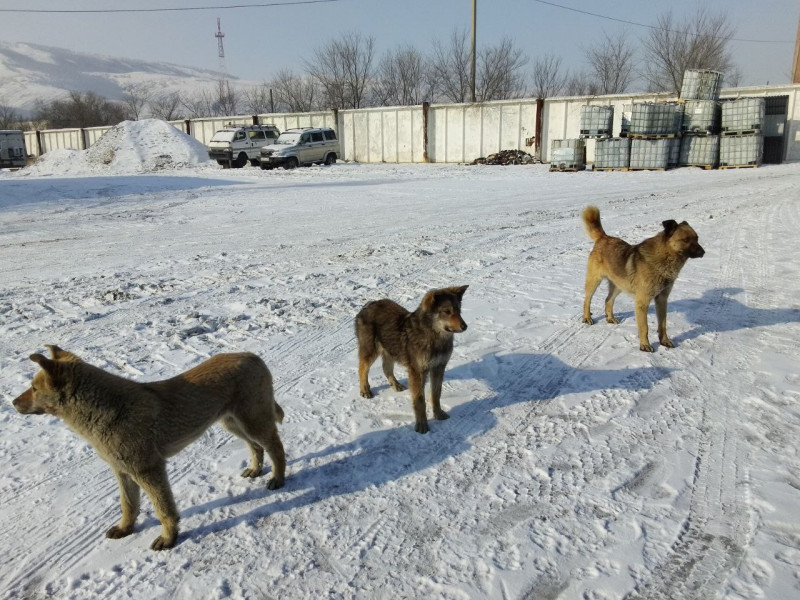 Неизвестные месяц травят бездомных и домашних животных в Новосибирской области