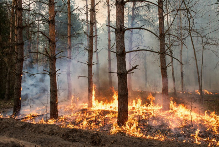 Больше 4 тысяч гектаров леса горит в Забайкалье