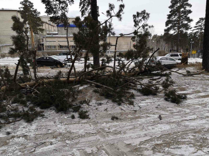 Дерево упало от порыва ветра возле краевой клинической больницы в Чите