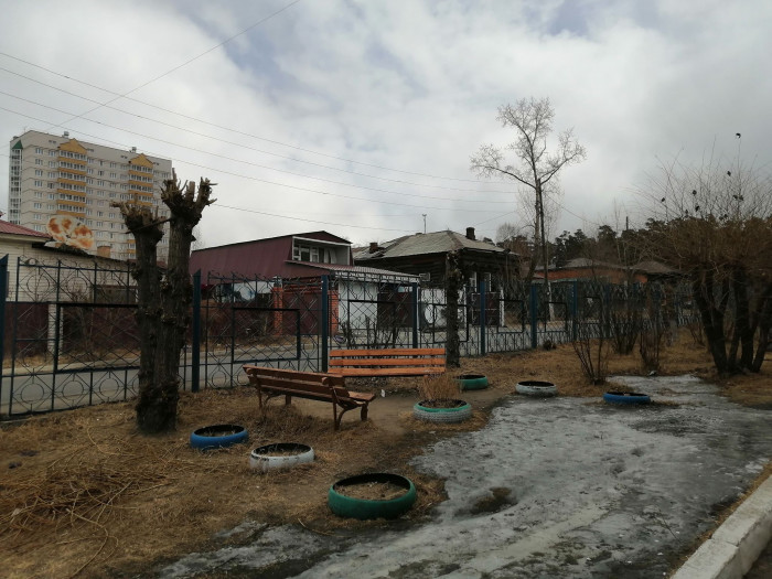 Минздрав Забайкалья: деревья возле Читинской ЦРБ были обрезаны ещё в 2019 г.