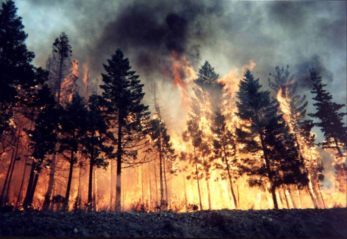 Почти 100 человек будут тушить пришедшие из Монголии лесные пожары в Забайкалье