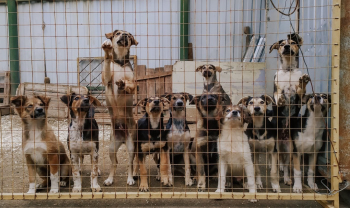 Вольер на 100 собак построят в приюте для животных при ИК-3 в Чите