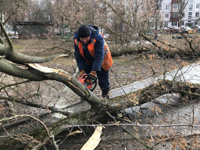 Общественники потребовали провести проверки из-за уничтожения деревьев в Чите