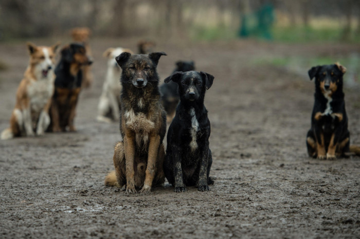 Бочкарёв хочет передать частникам отлов бездомных собак в Забайкалье