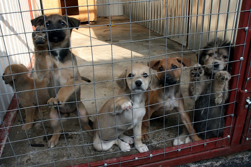 Приют для бездомных собак на тысячу мест построят на ГРЭСе в Чите