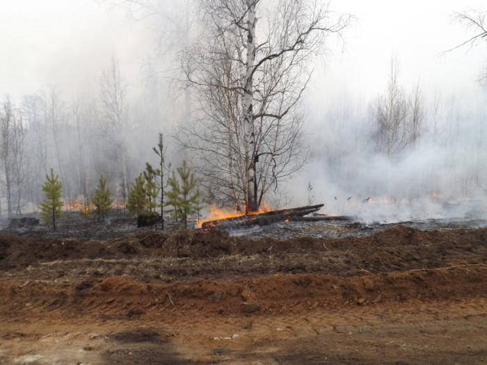 185 тысяч рублей заплатит забайкалец за поджог леса