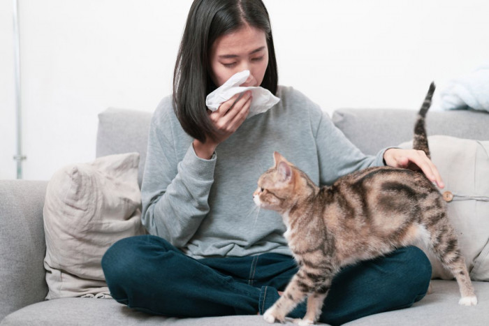 Россиян могут начать прививать от аллергии на кошек в 2023 году