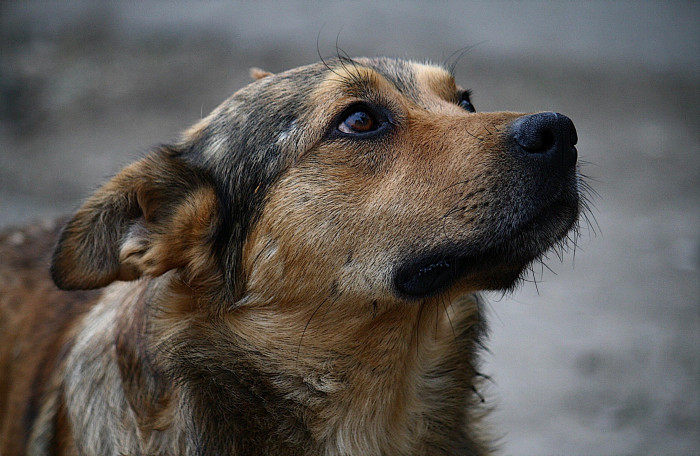 Сити-менеджер Читы Александр Сапожников: «Я за то, чтобы собаки жили»