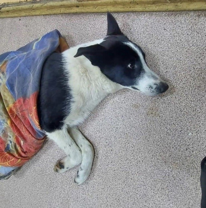 Полиция в Чите повторно проверит обстоятельства появления травм у пса Митча