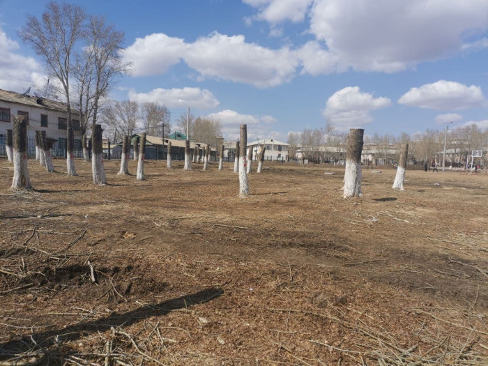 Неизвестные вырубили 74 вековых тополя в Шерловой Горе в Забайкалье